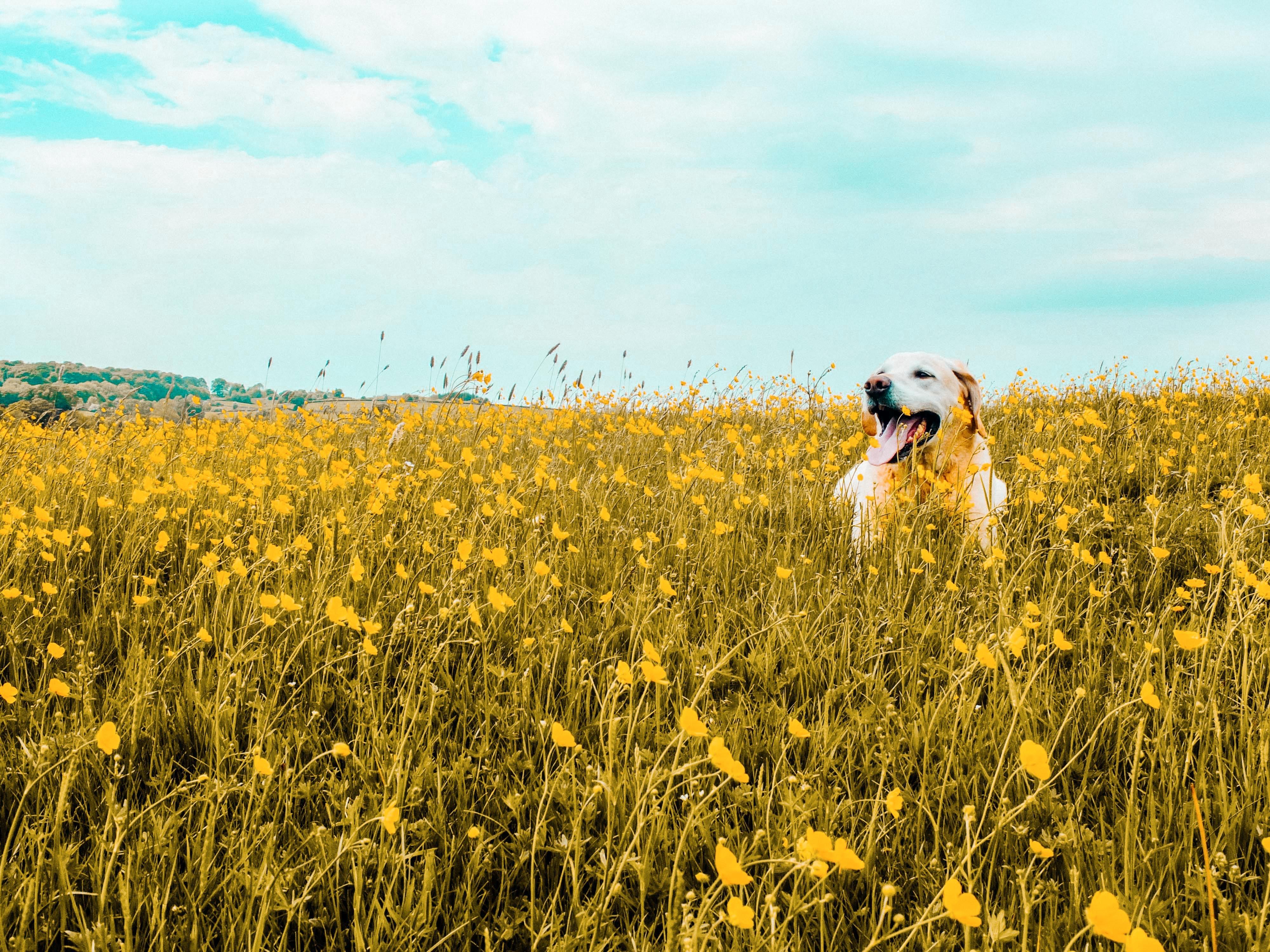 Anjing, Lapangan, Bunga, Lidah Yang Menonjol, Imut - Dog Field Of Flowers - HD Wallpaper 