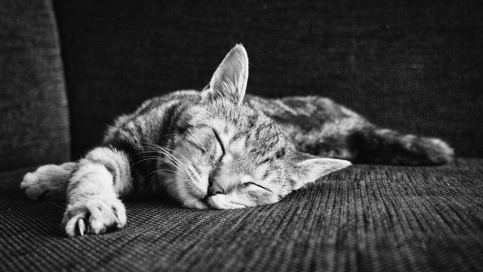 Zen Of Sleeping Kitten Wallpaper - Kittens Wallpaper Hd Macbook - HD Wallpaper 