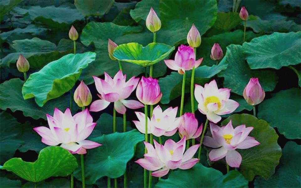 Lotus Flower Lake - HD Wallpaper 