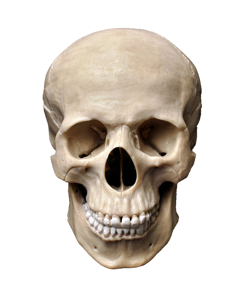Skull Png - HD Wallpaper 