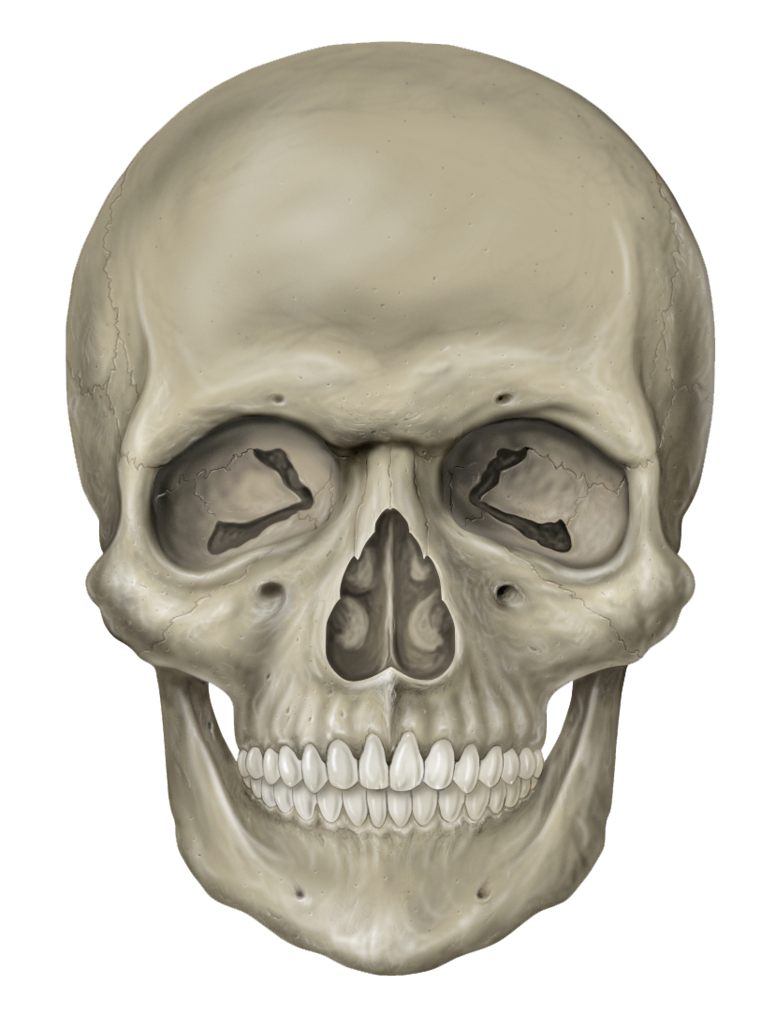 Thumb Image - Skeleton Head Png - HD Wallpaper 