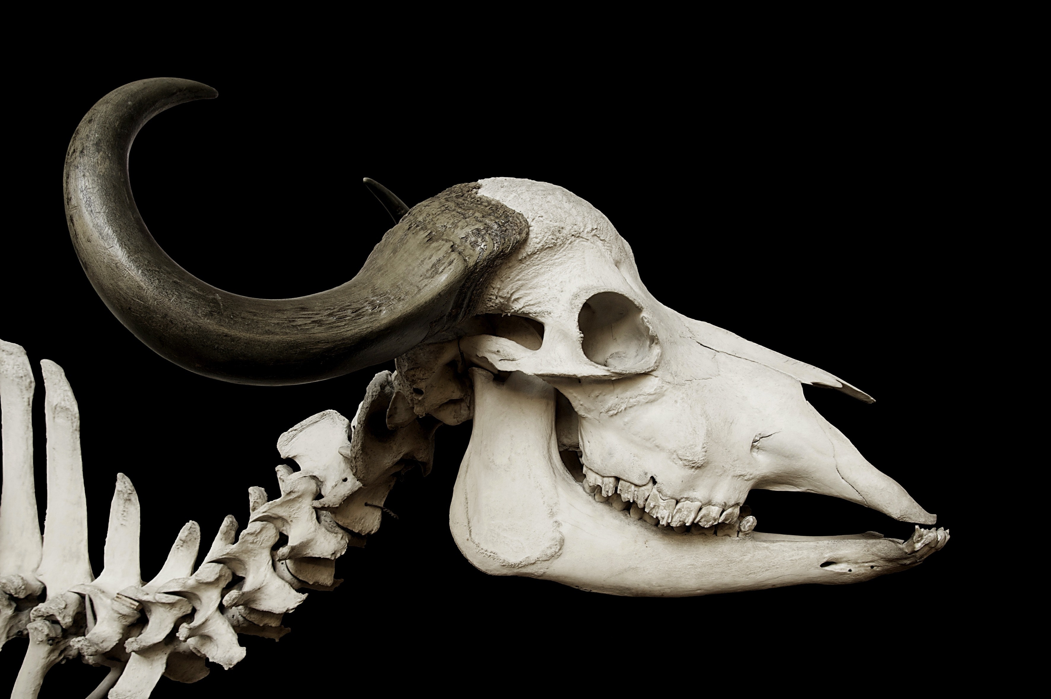 Buffalo Skull With Jaw - HD Wallpaper 