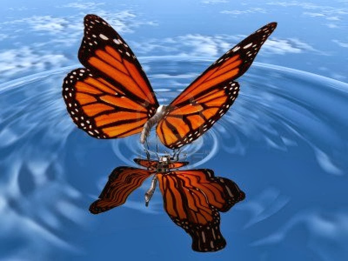 Monarch Butterfly Water - Beautiful Photo Of Butterfly - HD Wallpaper 