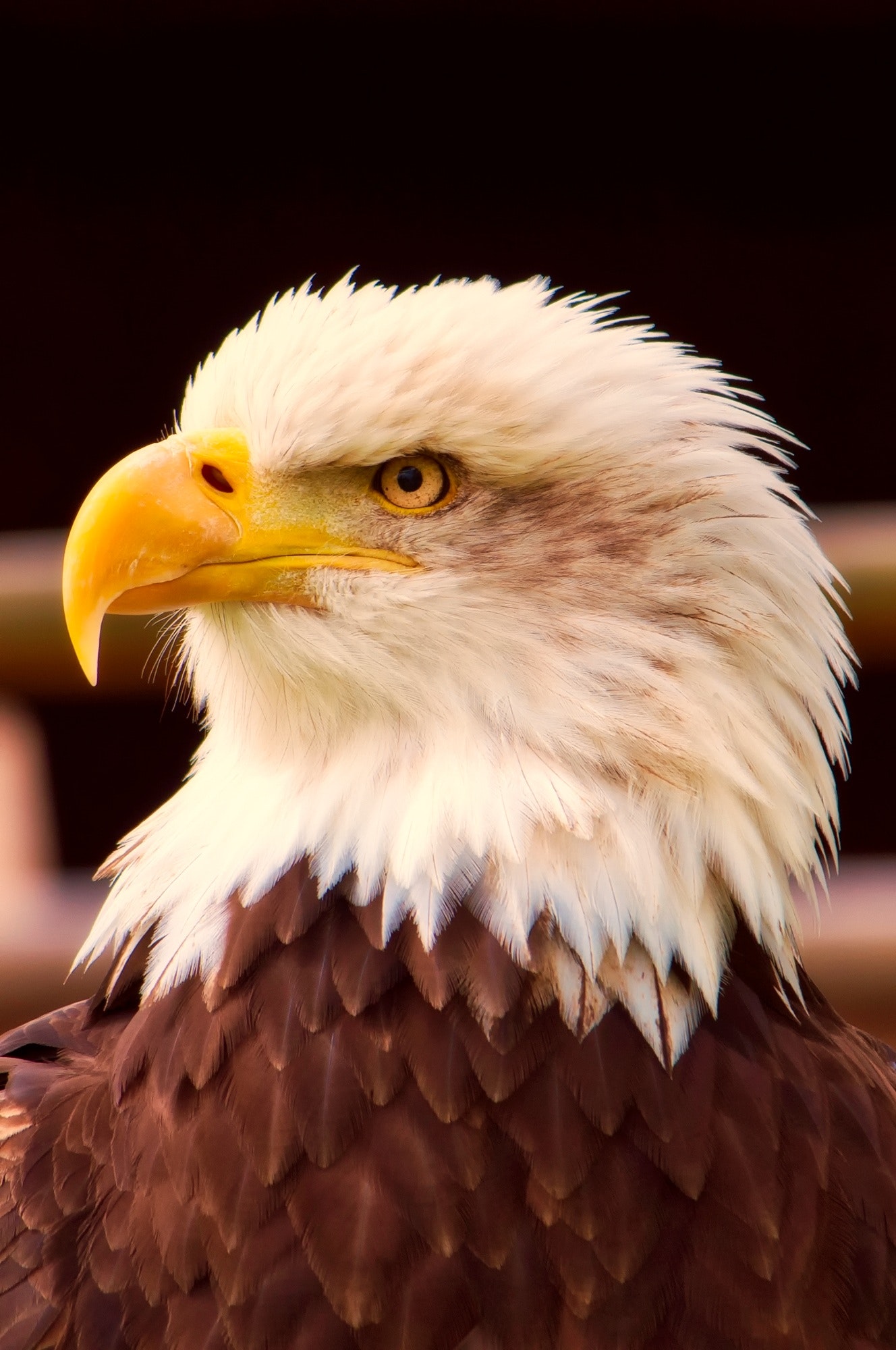 Usa Bald Eagle - Painting - HD Wallpaper 