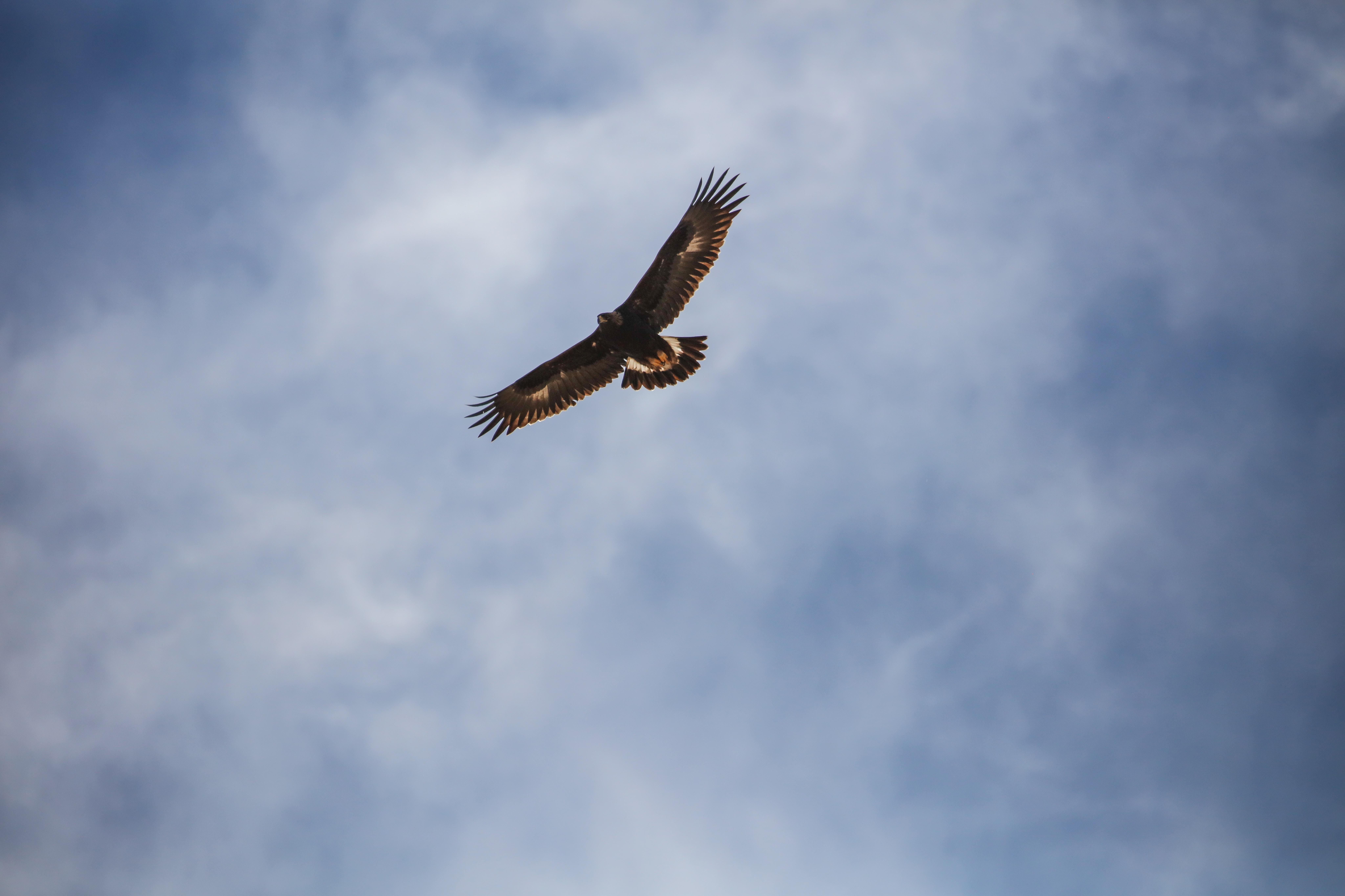 Elang, Burung, Penerbangan, Sayap, Langit - Unsplash Eagle - HD Wallpaper 
