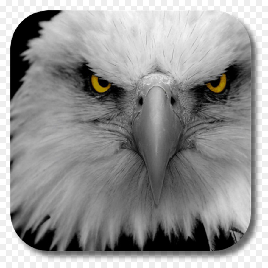 Elang Botak, Elang, Desktop Wallpaper Gambar Png - Eagle Eye - HD Wallpaper 