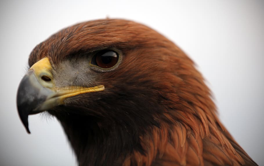 Golden Eagle Close Up - HD Wallpaper 