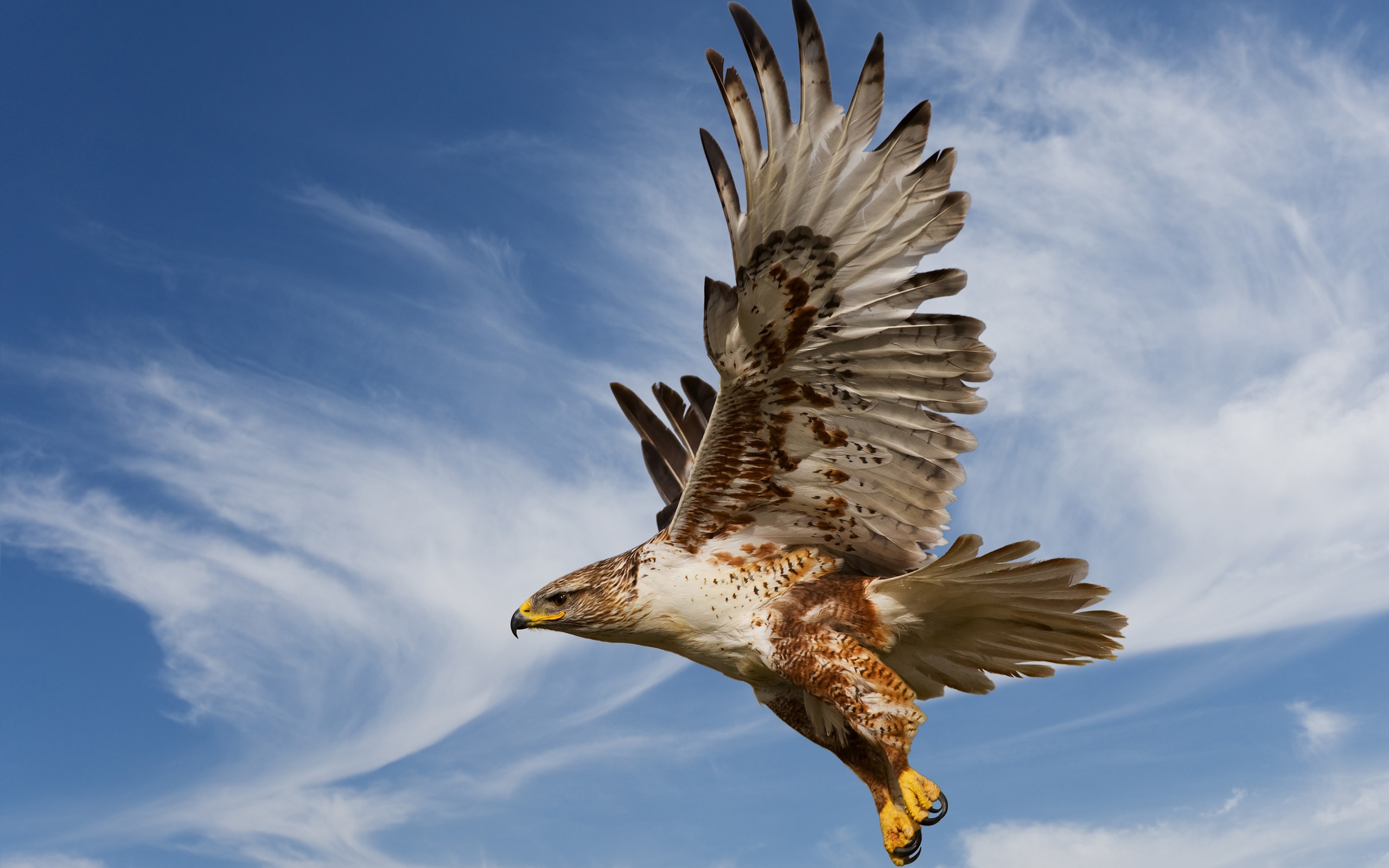 Eagle Theme - HD Wallpaper 