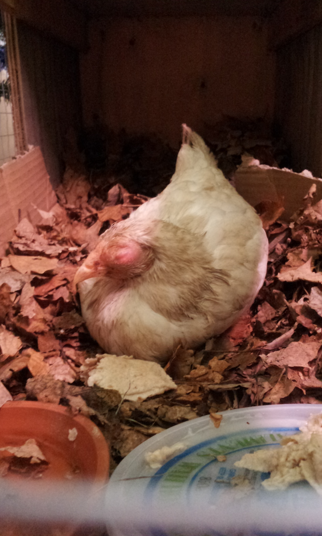 Chicken - HD Wallpaper 