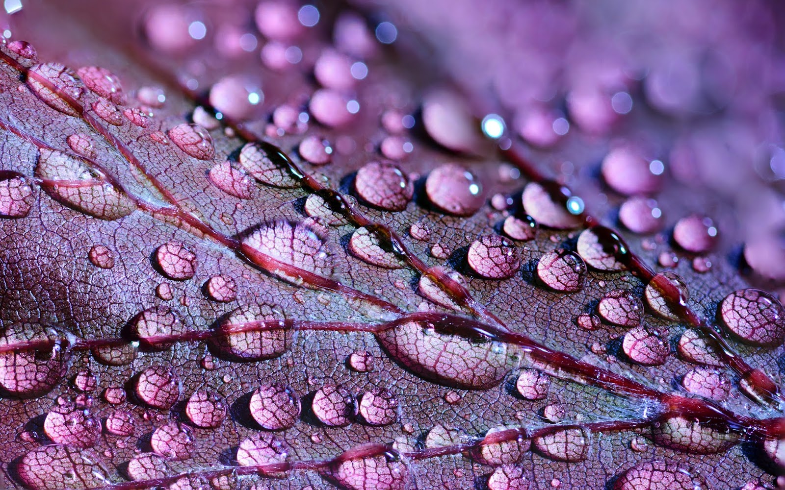 Background Keren - Water Drop On Leaf - HD Wallpaper 