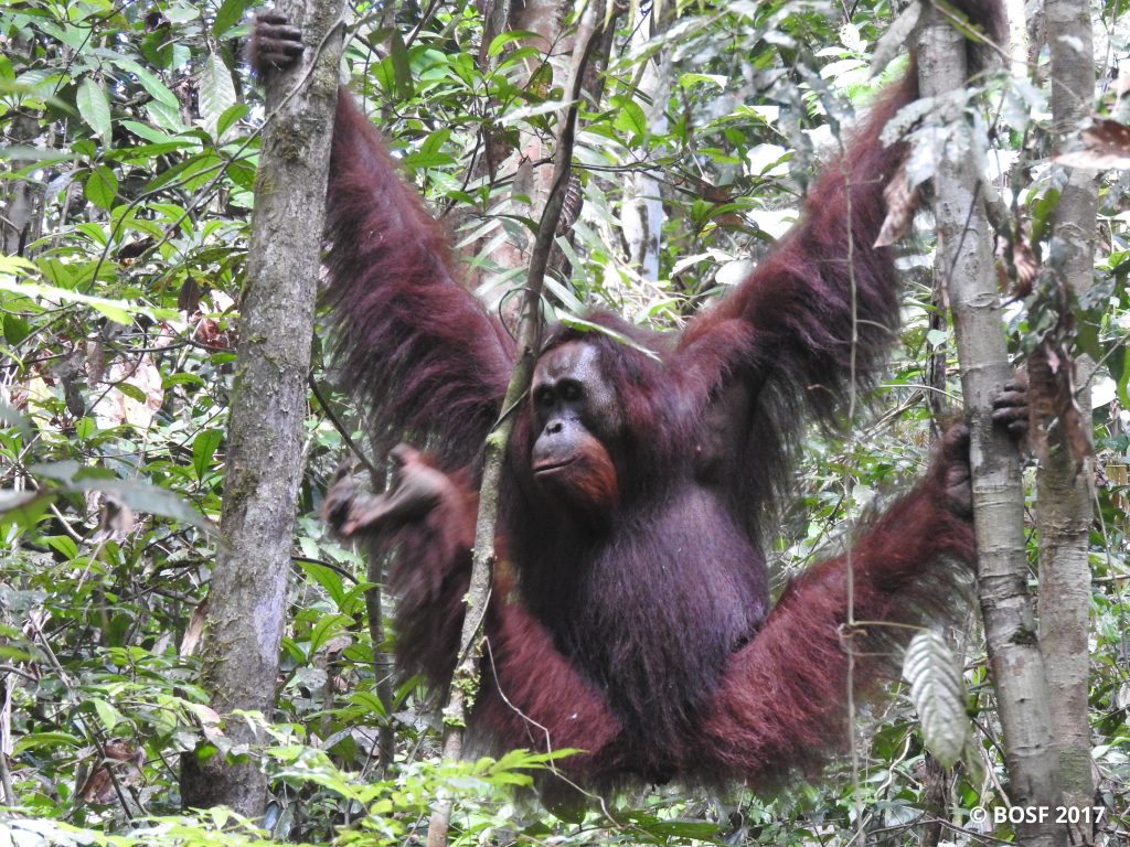 Orangutan - HD Wallpaper 