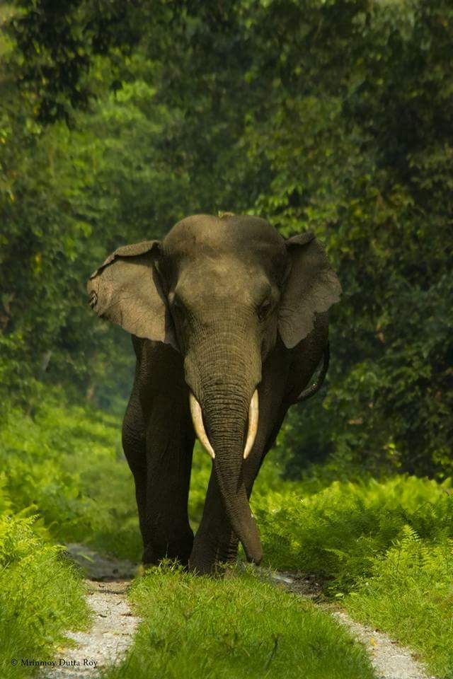 Indian Elephant - HD Wallpaper 
