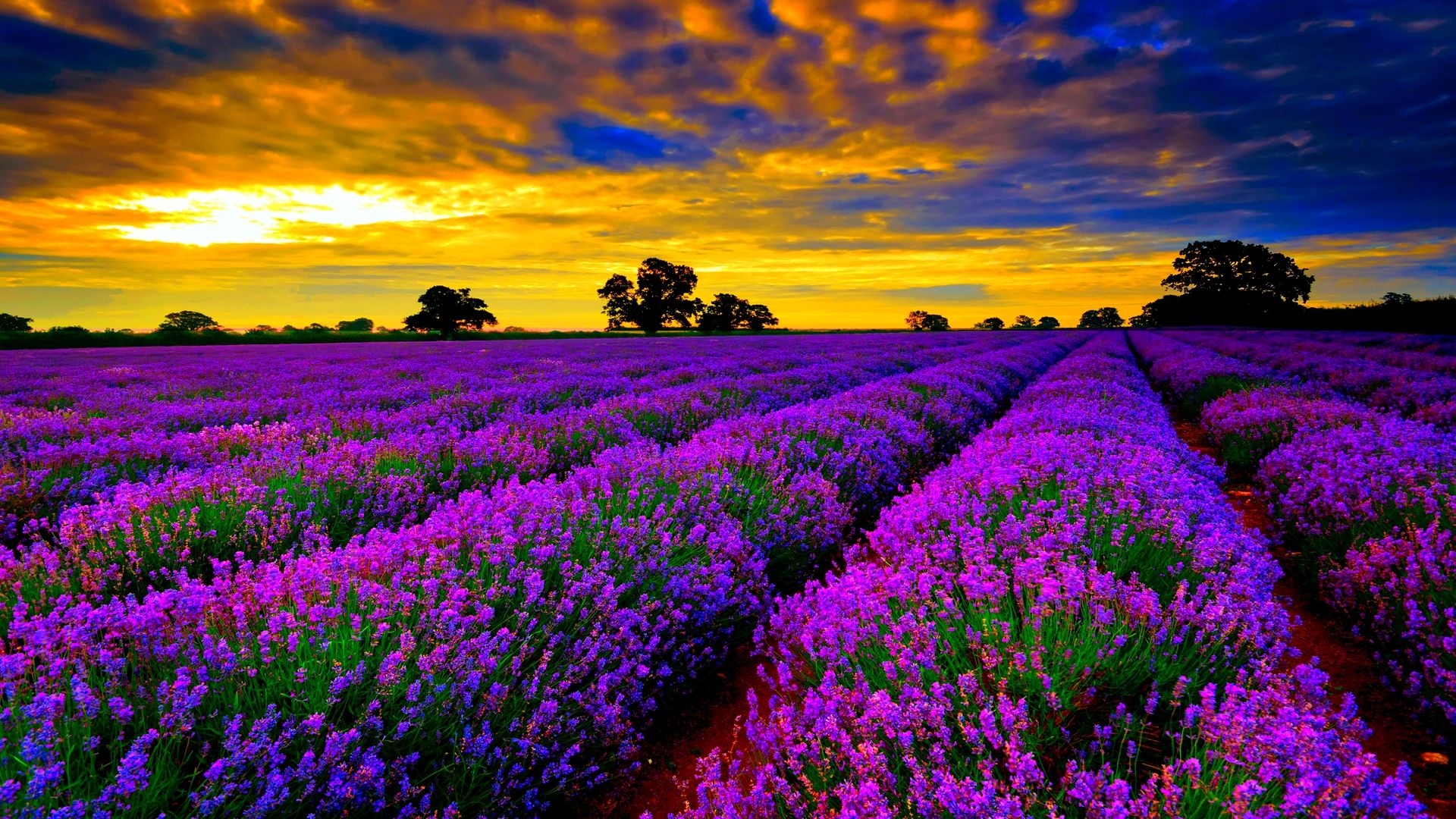 High Resolution Lavender Fields - HD Wallpaper 