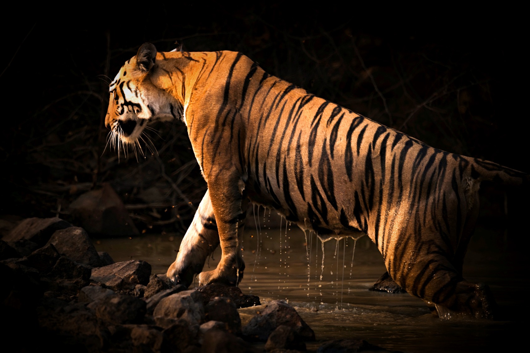 Tiger Fine Art Photography - HD Wallpaper 