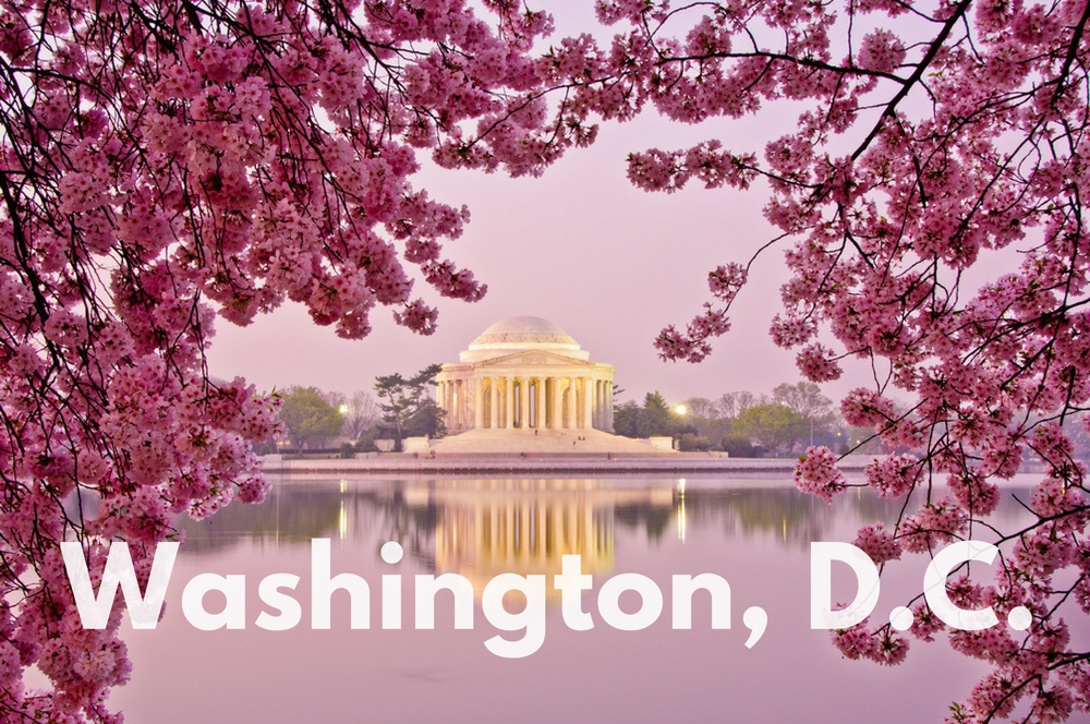 Washington Dc Pink Flowers - HD Wallpaper 