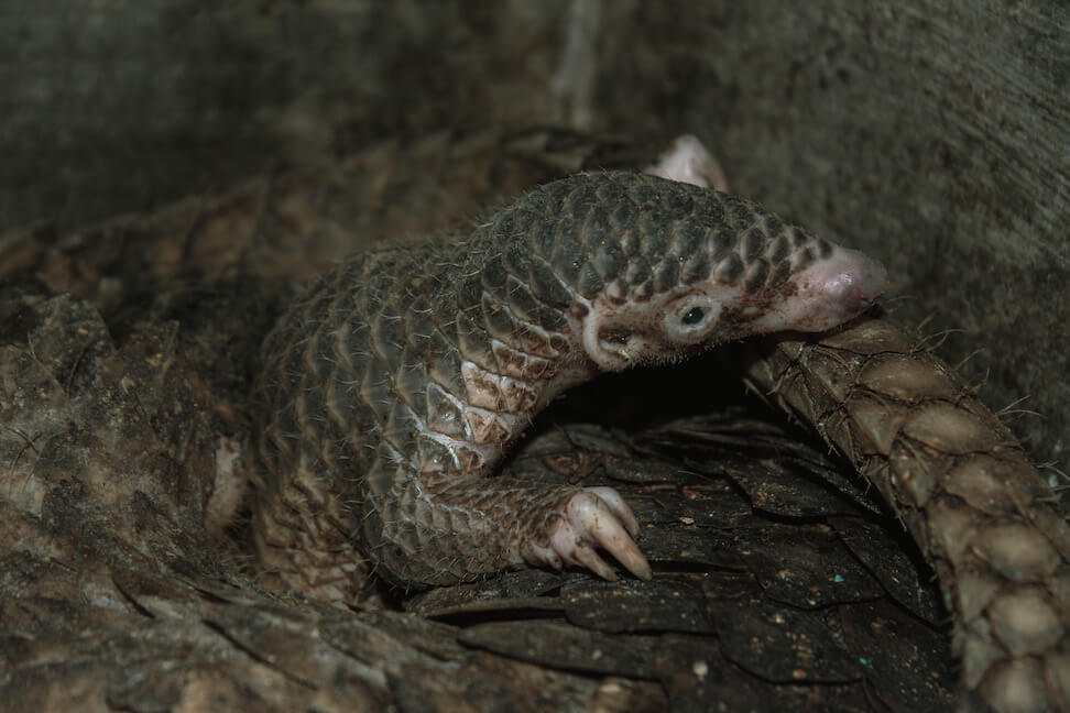 Alligator Lizard - HD Wallpaper 