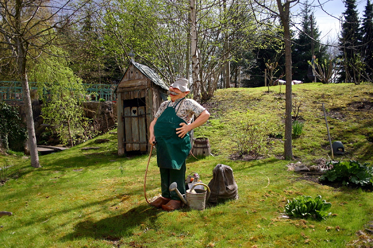 Larch - HD Wallpaper 