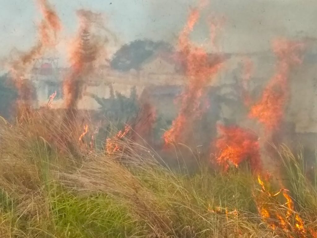 Grass - HD Wallpaper 