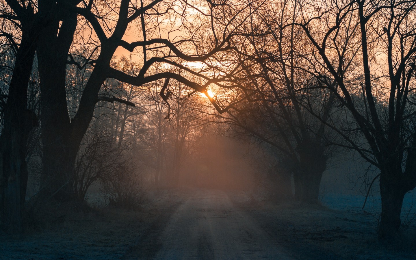 Forest, Trees, Road, Sunset - Background Mist Forest Road - HD Wallpaper 