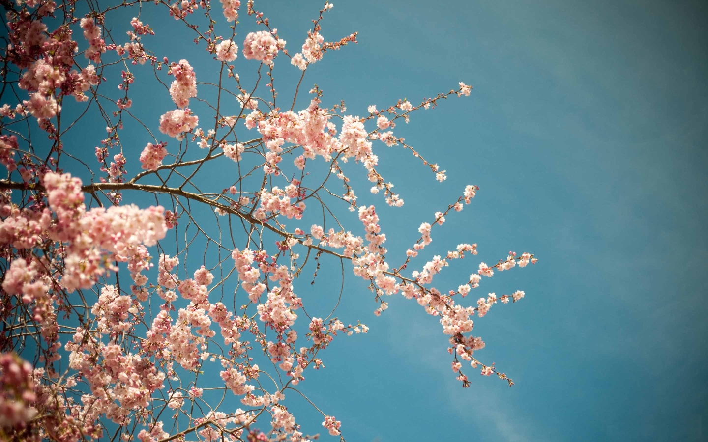 1080 Wallpaper Spring - HD Wallpaper 