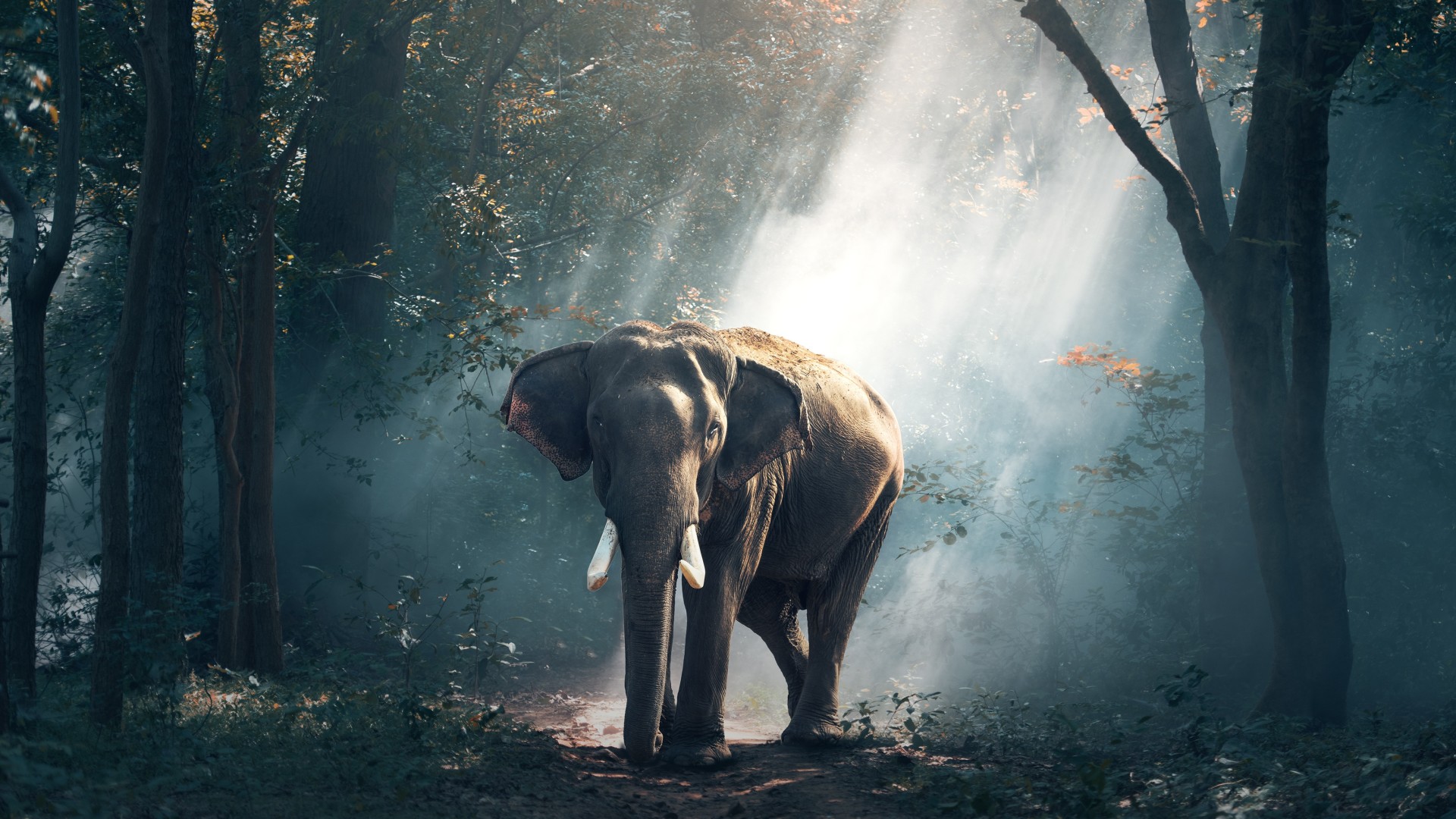 Elephant Wallpaper 4k - HD Wallpaper 