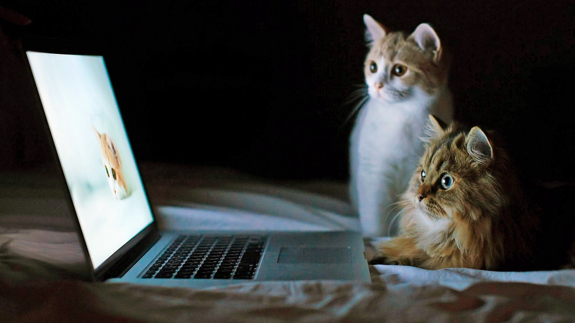 Funny Animals Full Hd Wallpapers - Cat Desktop Background Laptop - HD Wallpaper 