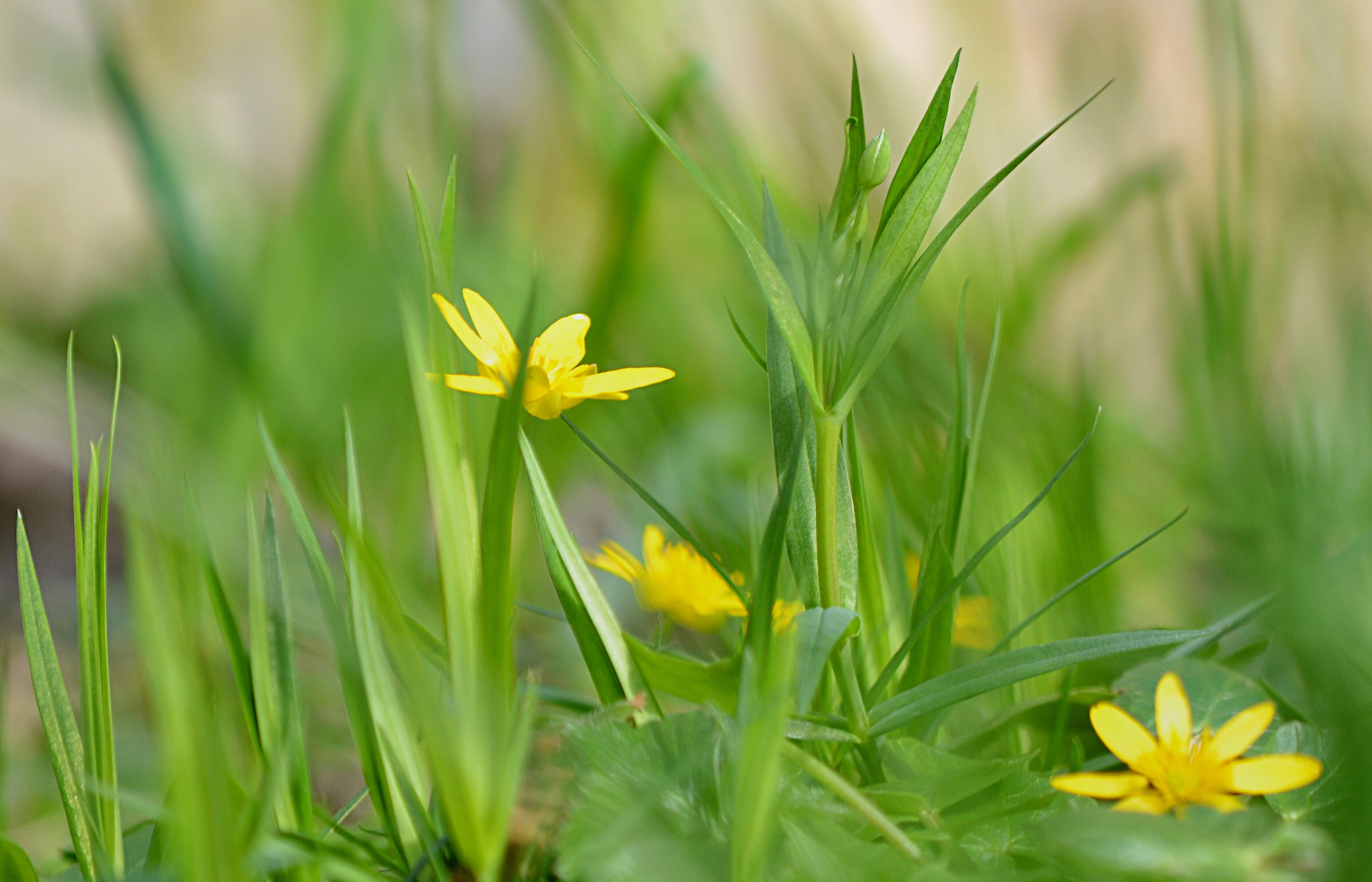 Lily Family - HD Wallpaper 