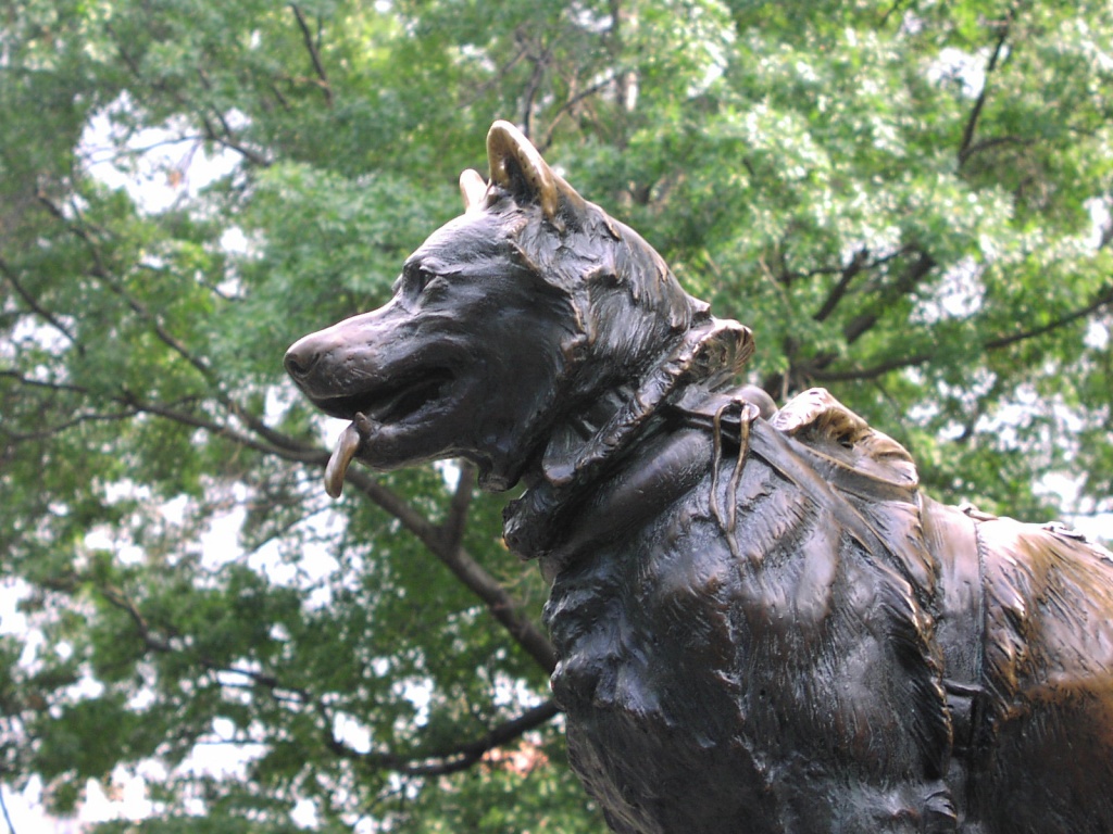 Dog Catches Something - HD Wallpaper 