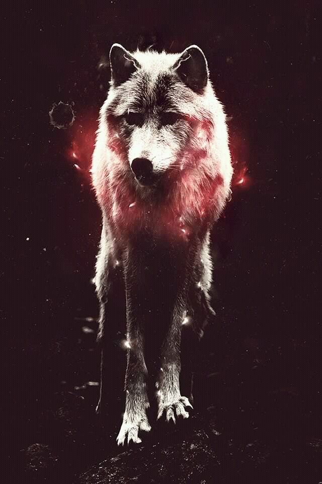 Wolf, Hipster, And Wallpaper Image - Lobos Para Papel De Parede - HD Wallpaper 