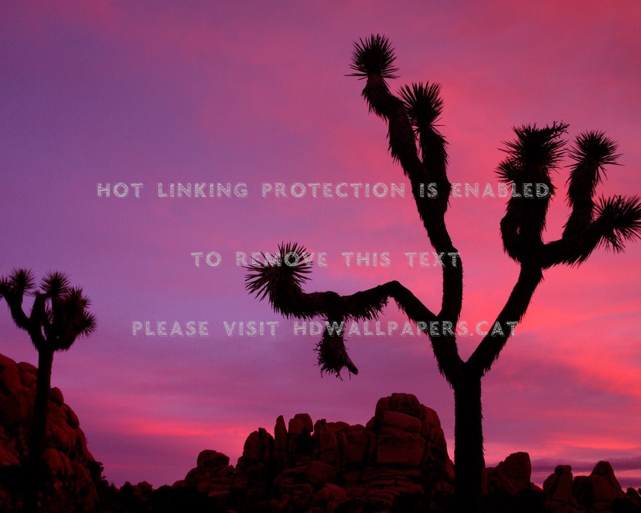 Por Do Sol Colorido Silhueta Natureza - Joshua Tree National Park - HD Wallpaper 