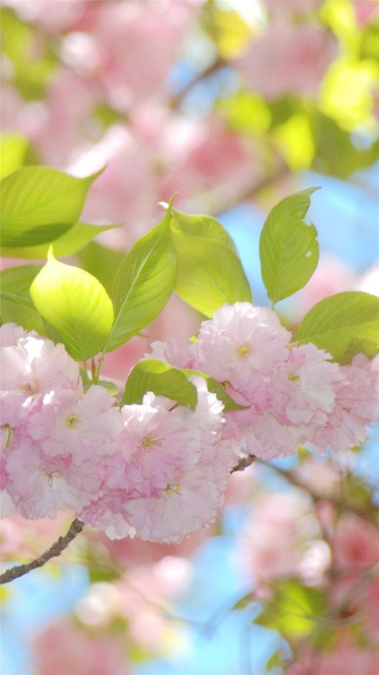 Beautiful Flower Wallpaper For Iphone 6 - HD Wallpaper 