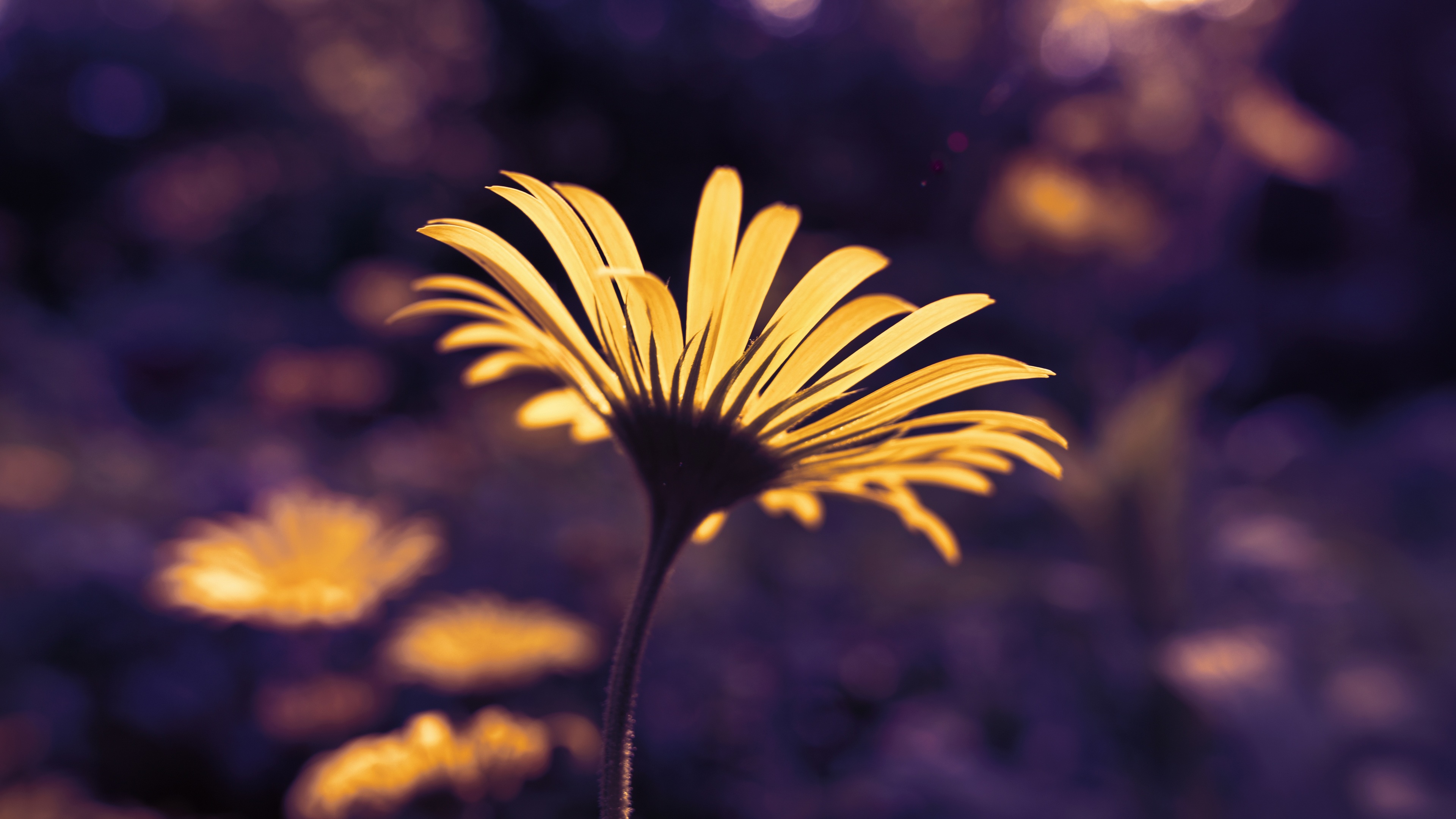 Leopards Bane 4k - Wallpaper - HD Wallpaper 