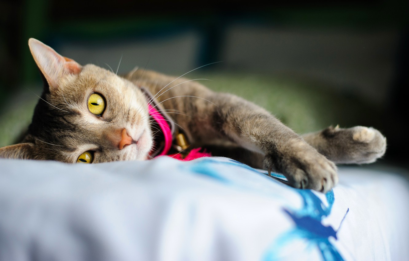 Photo Wallpaper Cat, Eyes, Paws, Yellow, Claws, Lies, - Cat - HD Wallpaper 