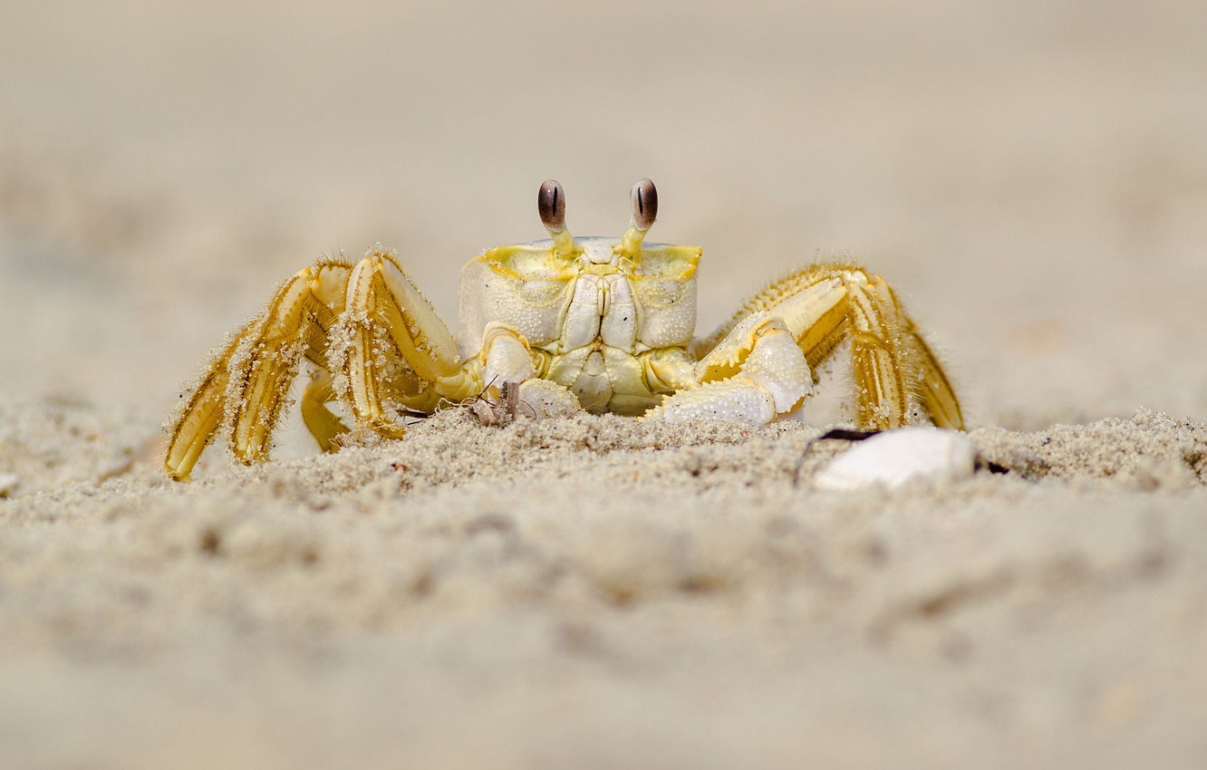 Photo Wallpaper Sand, Look, Yellow, Background, Shore, - Fiddler Crab - HD Wallpaper 