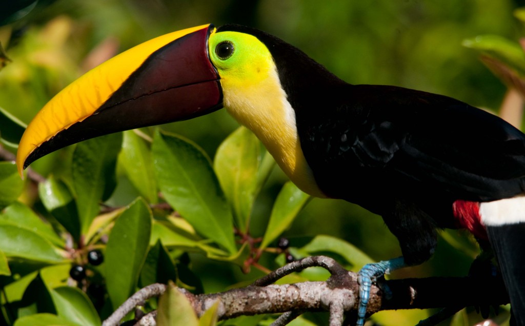 Tropical Toucan Bird - HD Wallpaper 