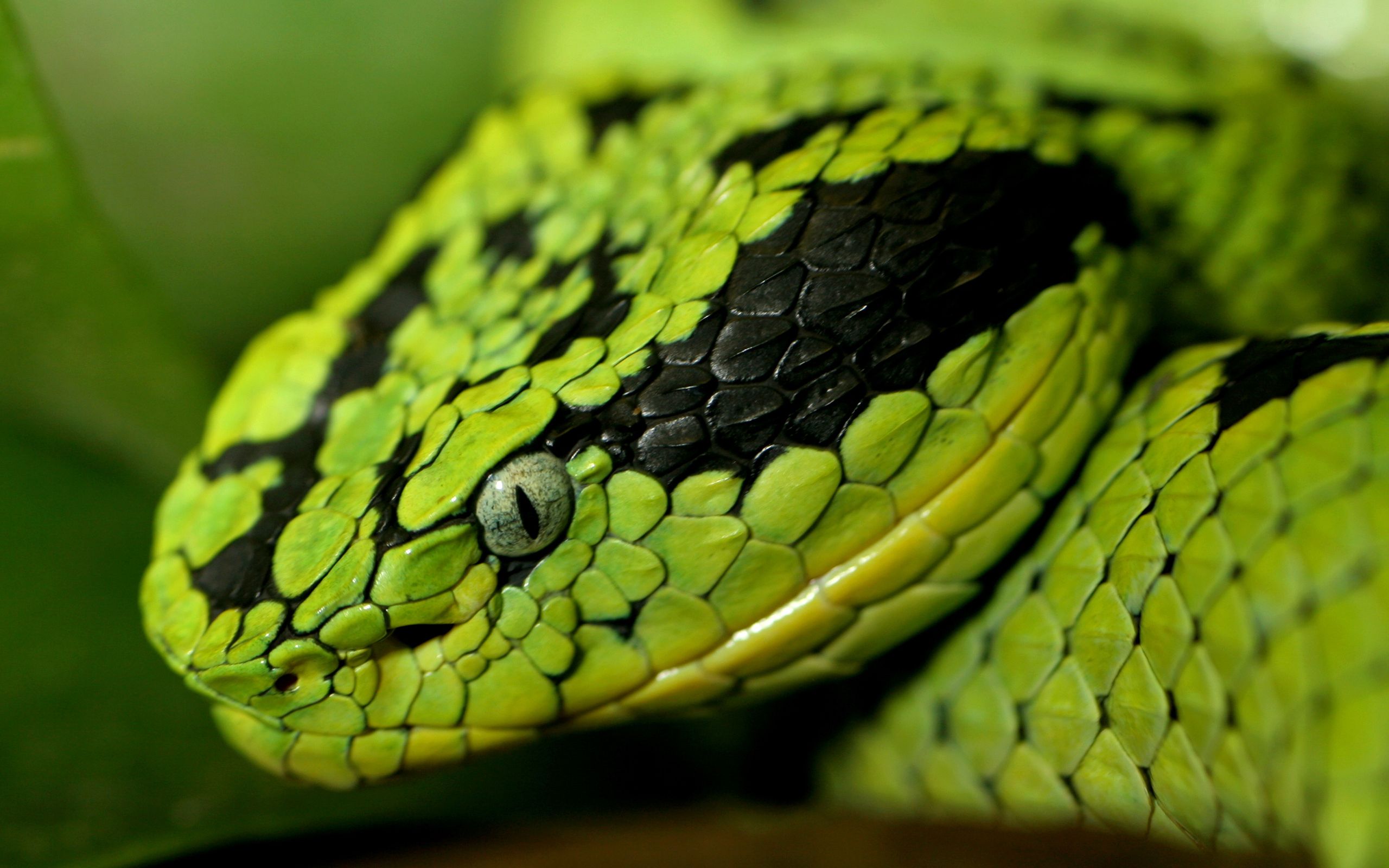 Snake Close Ups - HD Wallpaper 