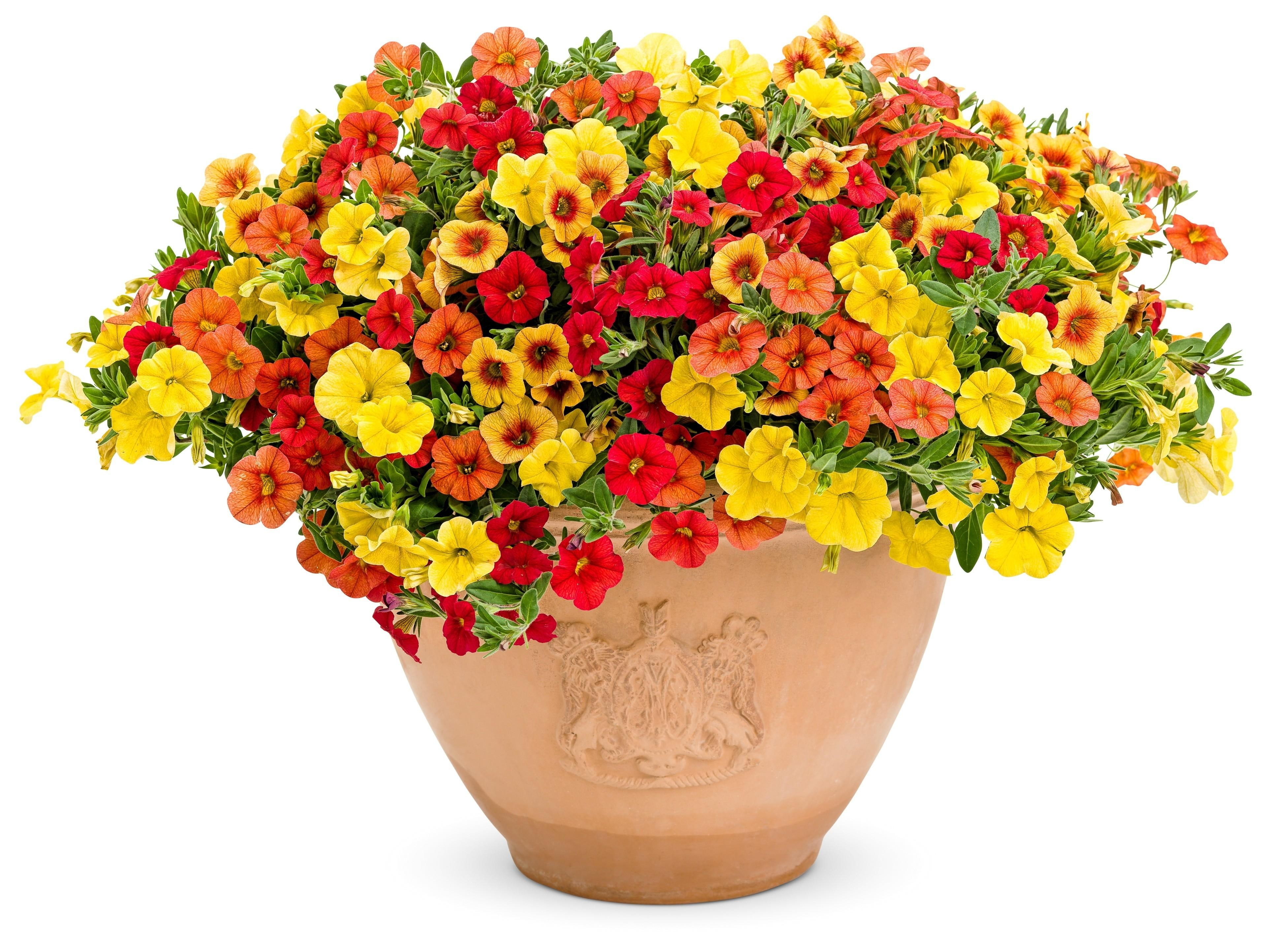 Multi Colour Flowers On White Background - 3870x2885 Wallpaper - teahub.io