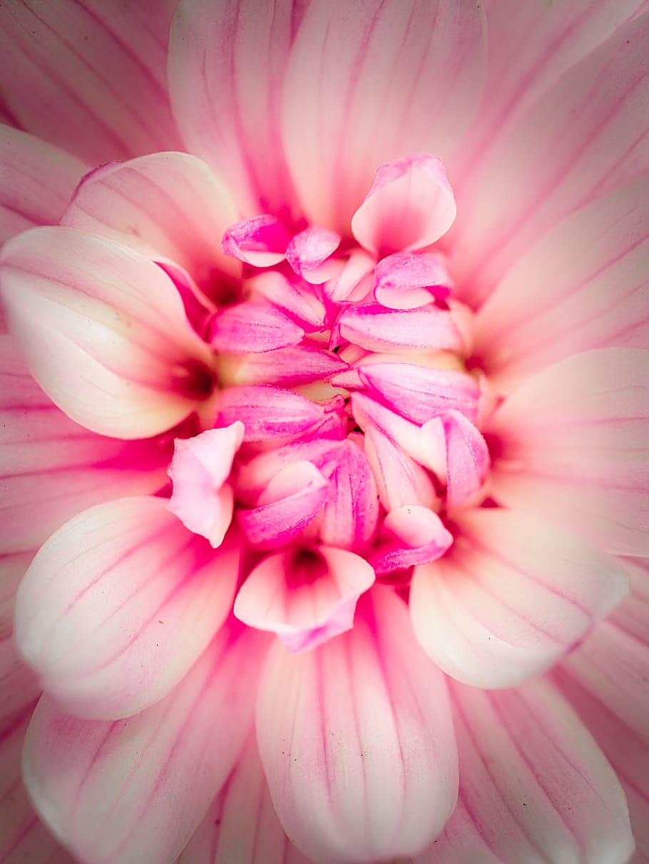 Dahlia, Blossom, Bloom, Background, Bright, White, - ภาพ พื้น หลัง ดอก รักเร่ - HD Wallpaper 