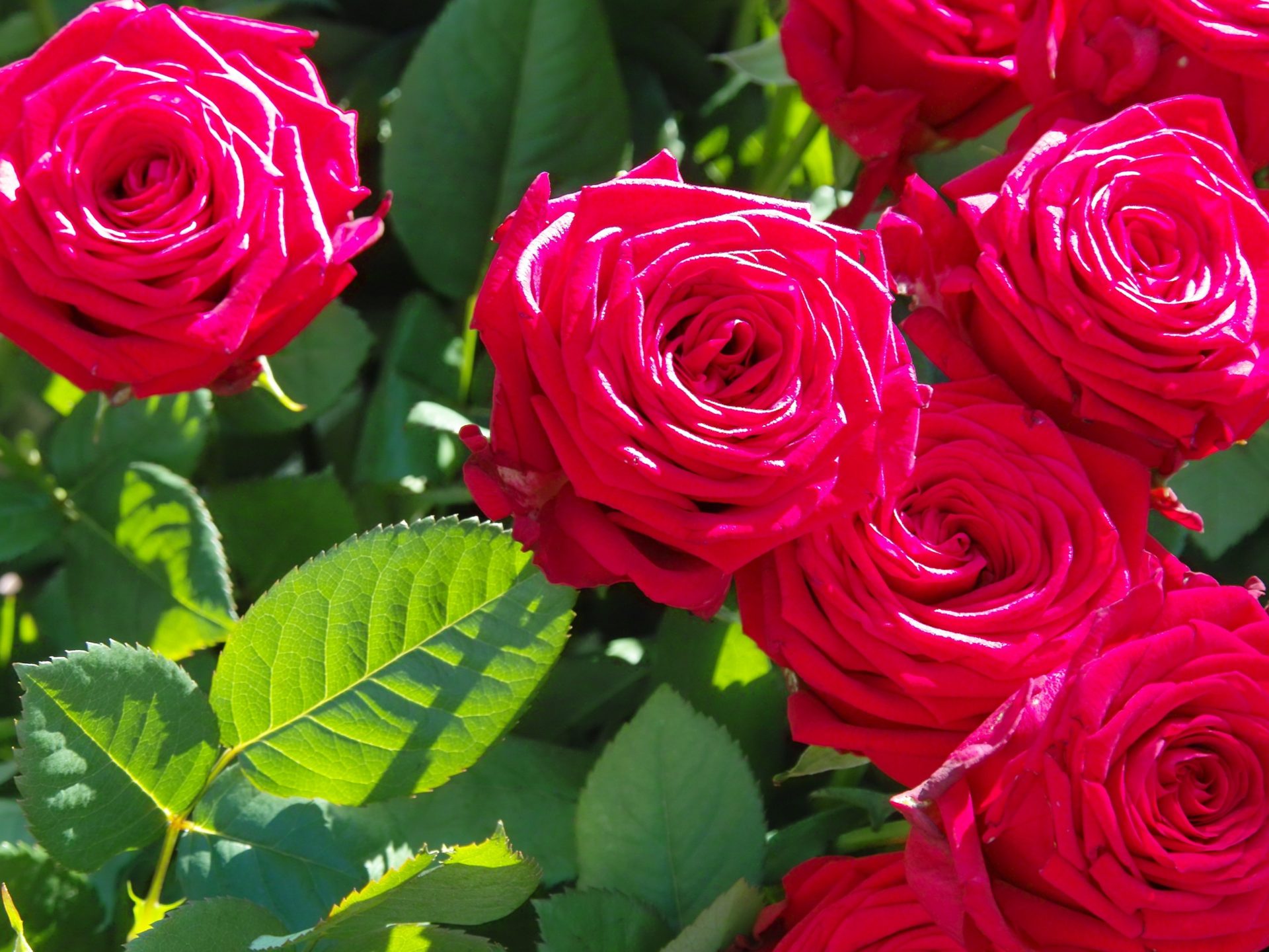 Flower Wallpaper Hd Rose - HD Wallpaper 