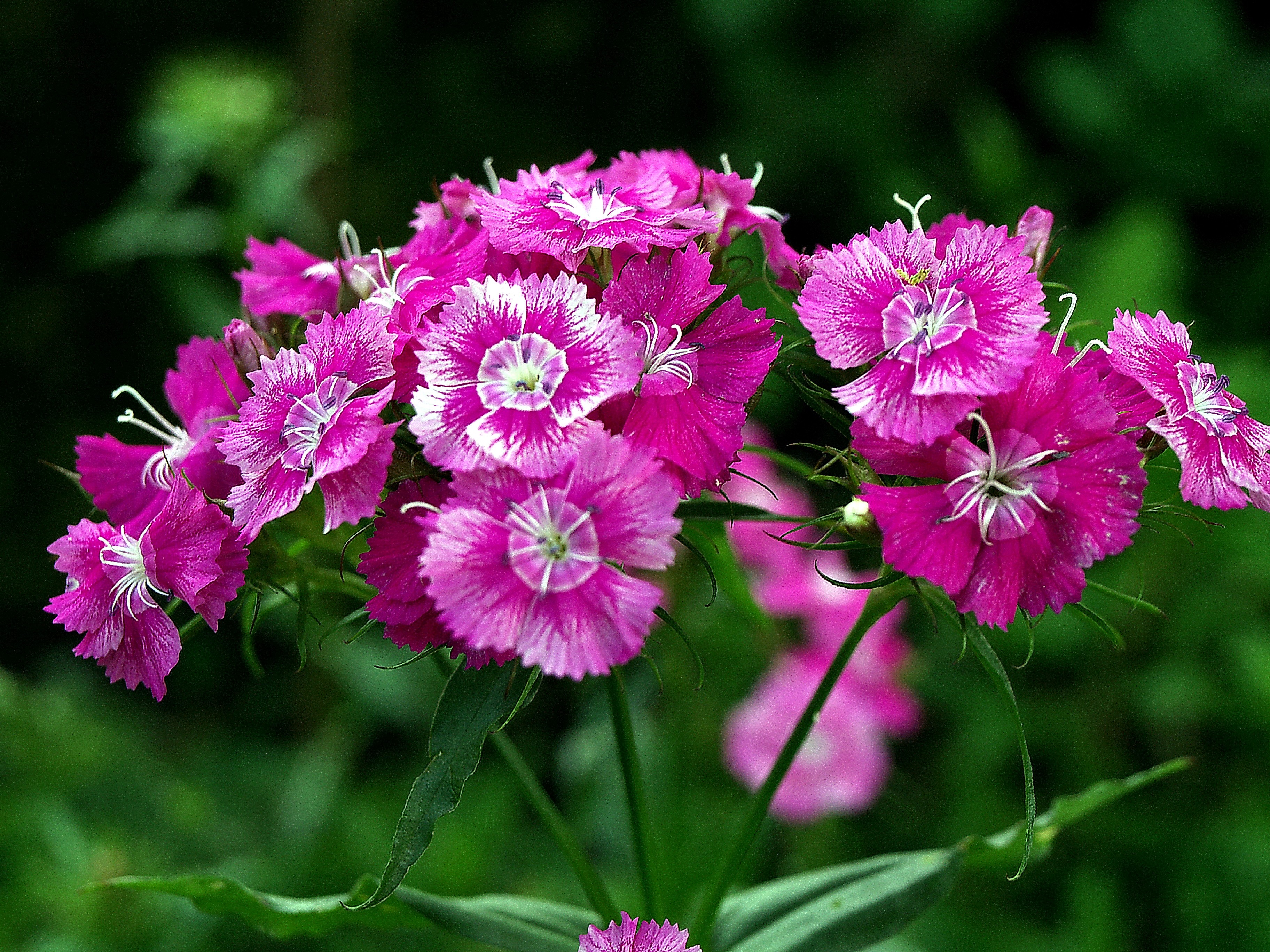 Aspect Ratio - HD Wallpaper 