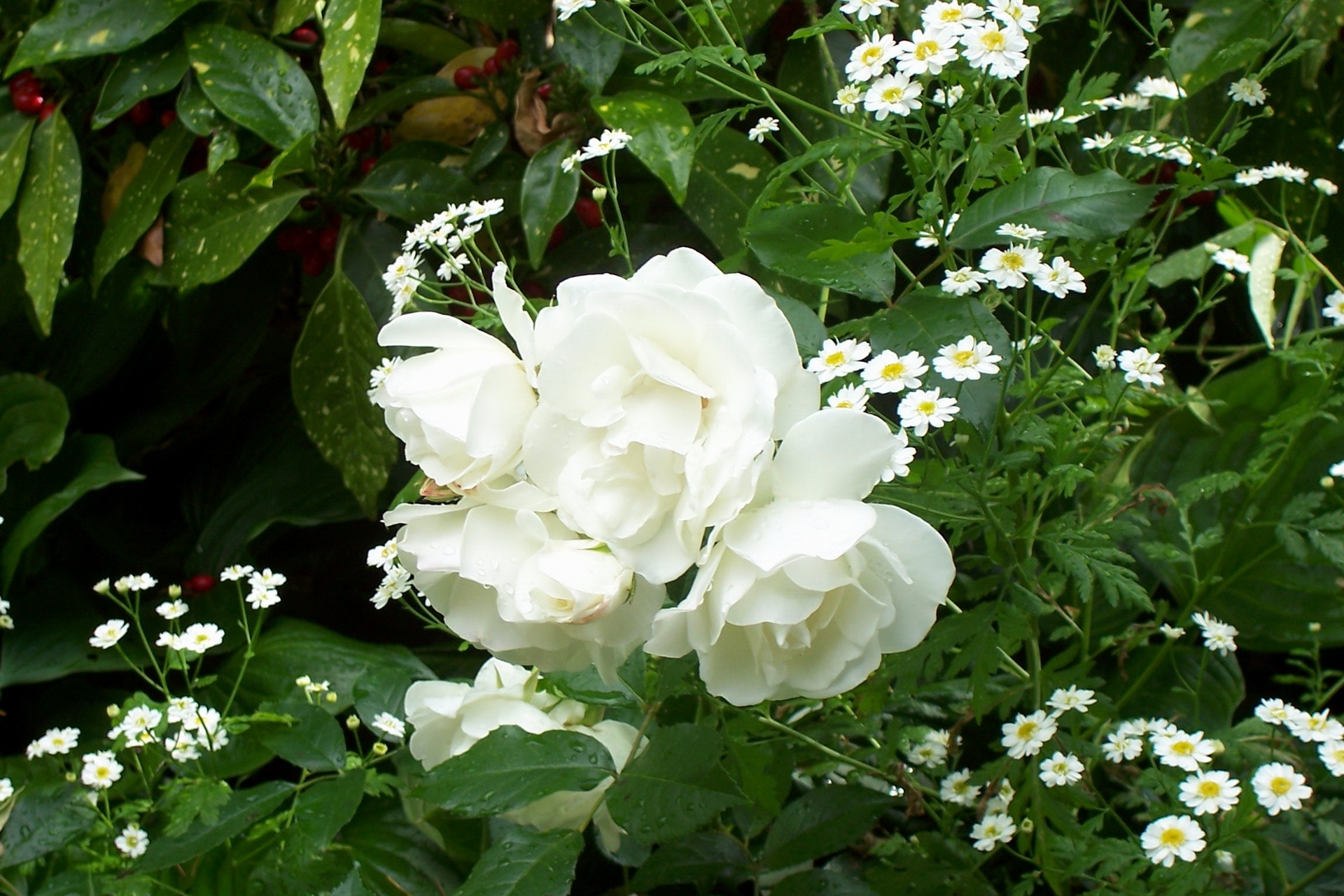 Wallpaper Rose, White, Bush, Green, Drop, Freshness - Rose White - HD Wallpaper 