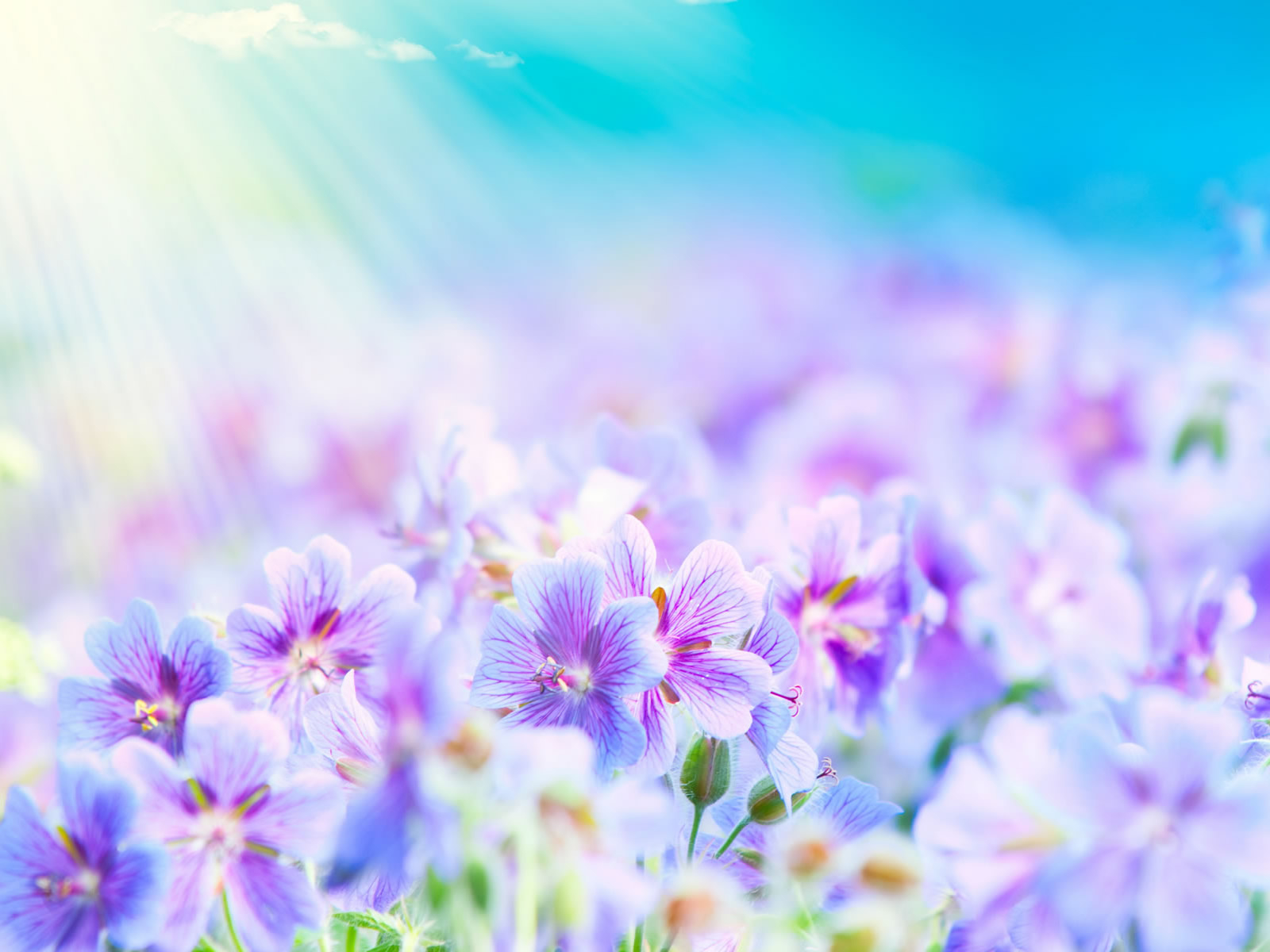 Summer Flower Background - HD Wallpaper 