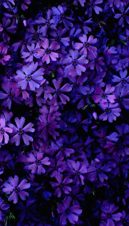 35 Phone Wallpapers To Make Flowers Grow On Mobile - Browallia Speciosa - HD Wallpaper 