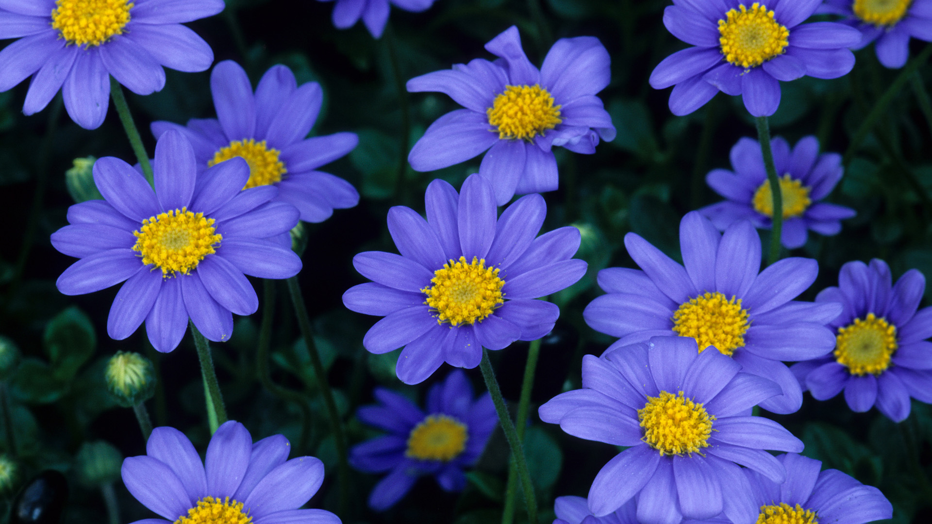 Colorful Flowers - HD Wallpaper 
