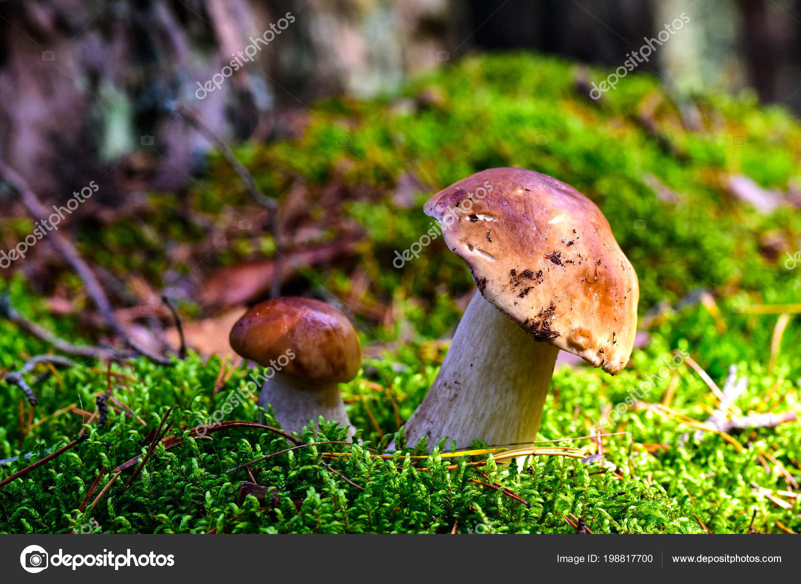 Download Pleurotus Eryngii Teahub.io