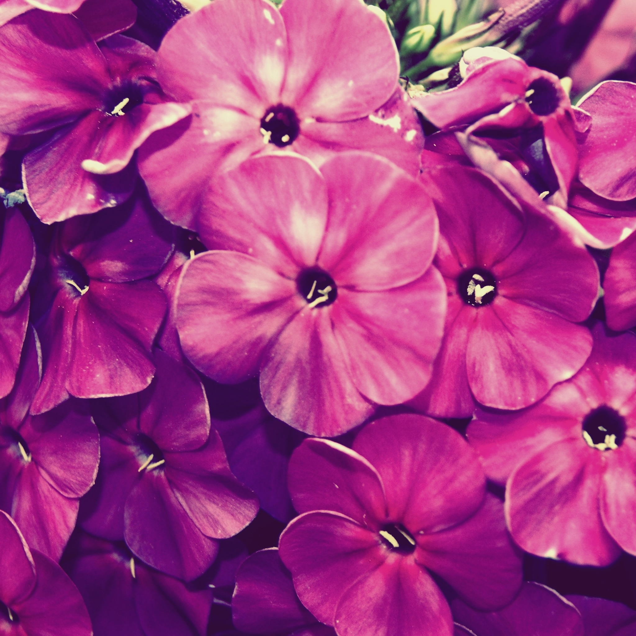 Wallpaper - HD Wallpaper 