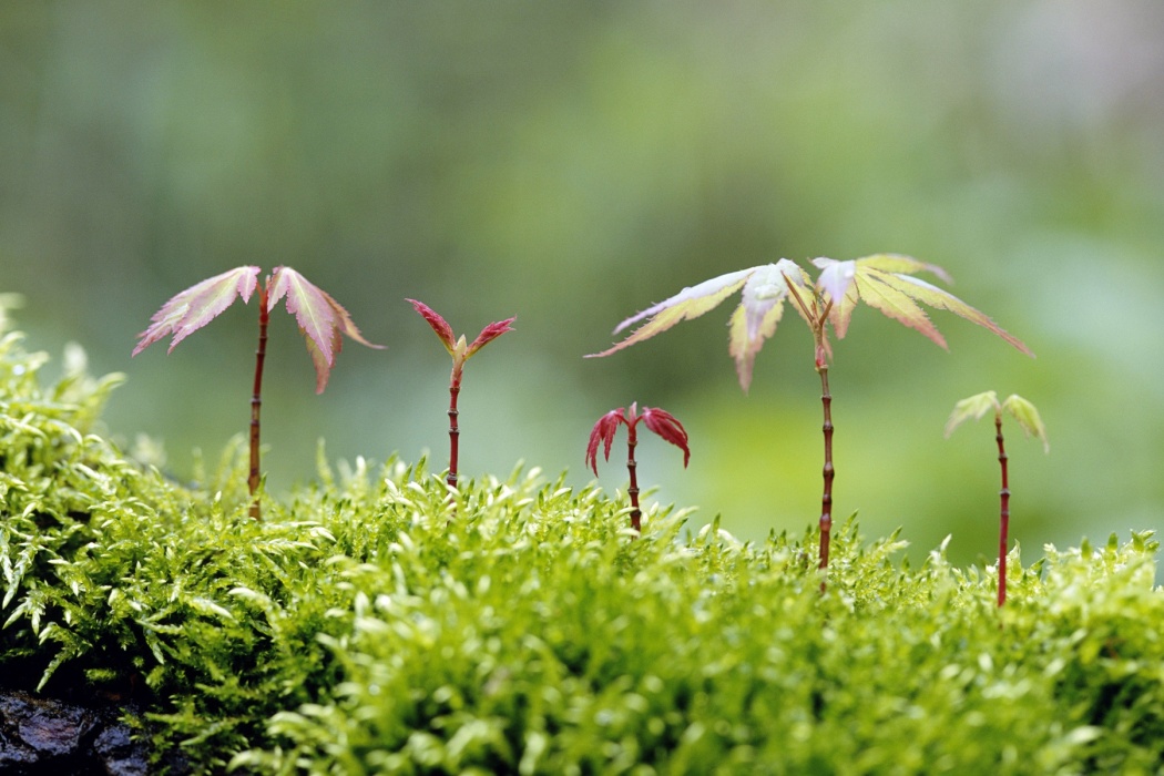 Beautiful Small Growing Plants Seems Like Dancing - Growing Plant Wallpaper  Hd - 1050x700 Wallpaper 