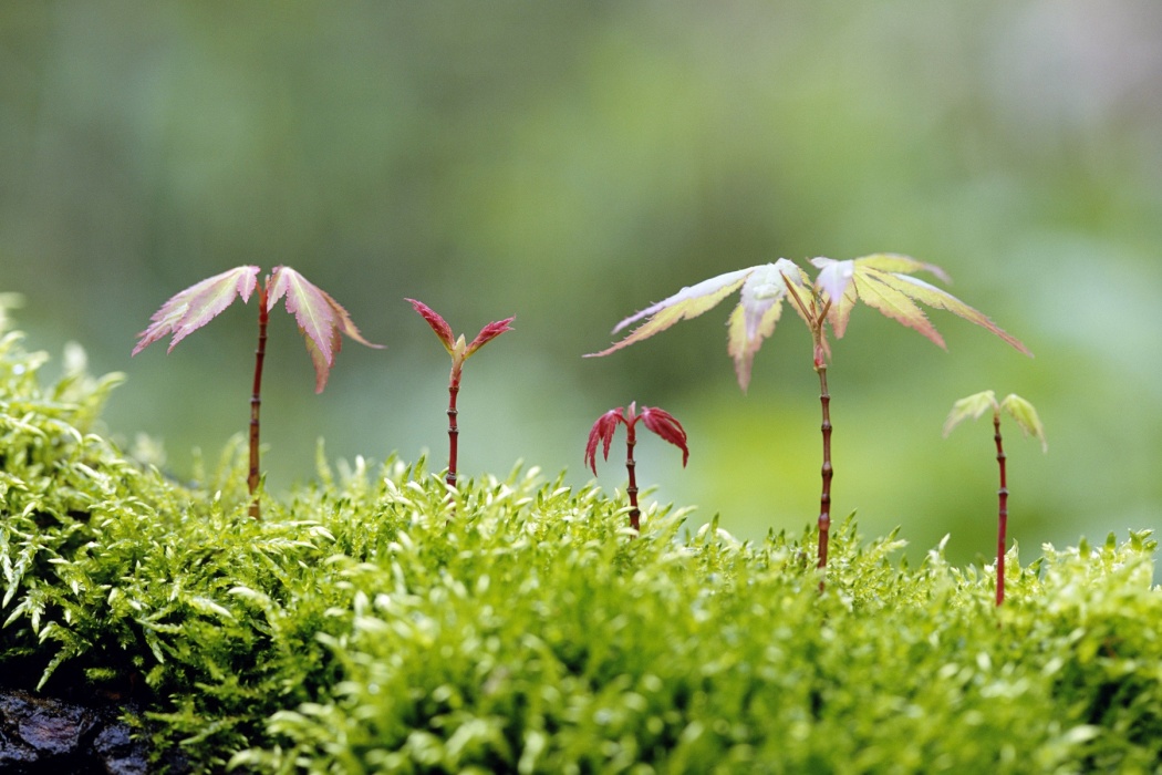 Beautiful Small Growing Plants Seems Like Dancing - Growing Plant Wallpaper Hd - 1050x700 Wallpaper Beautiful Small Growing Plants Seems Like Dancing - Growing Plant Wallpaper Hd - 1050x700 Wallpaper