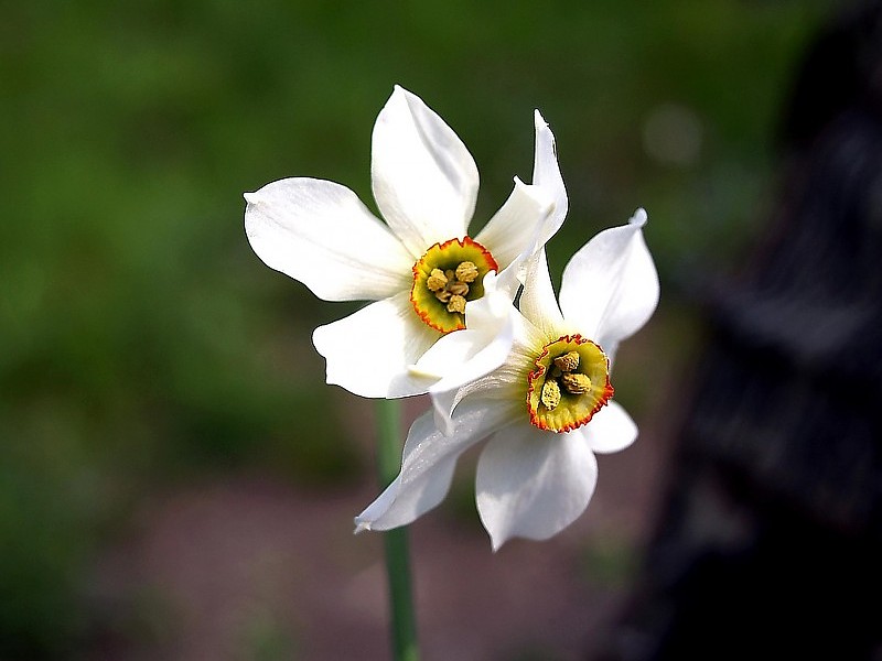 I Fiori Di Brosso Wallpaper - Lily Family - HD Wallpaper 