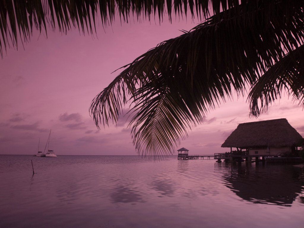 Attalea Speciosa - HD Wallpaper 